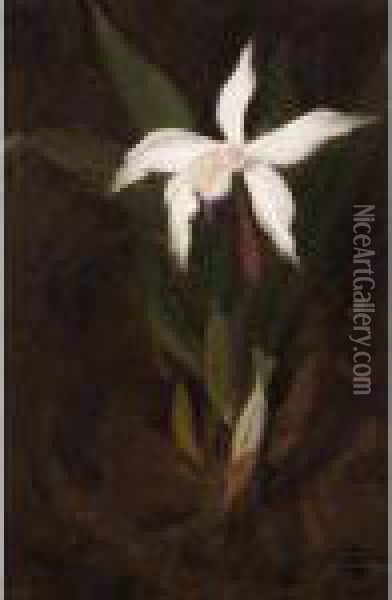 Still Life With An Orchid Oil Painting - James Stuart Park