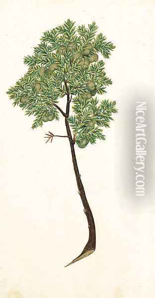 Pinus Oil Painting - Italian School
