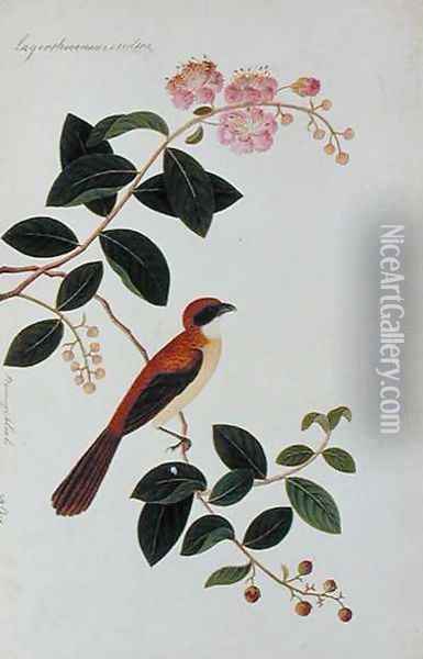 Boorong Seliah, Lagerstroesnia indica, from 'Drawings of Birds from Malacca', c.1805-18 Oil Painting - Anonymous Artist
