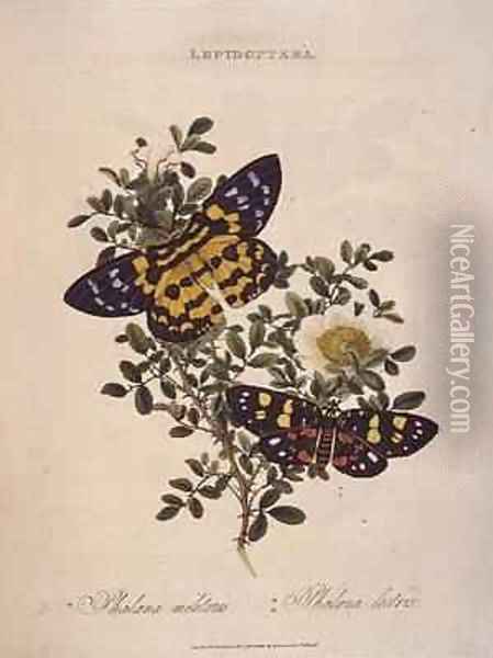 Butterflies Phalaena Militaris Phalaena Lectrix Oil Painting - Edward Donovan