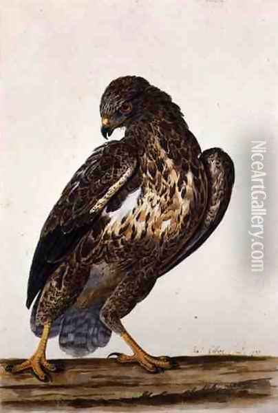 The Common Buzzard 1739 Oil Painting - Charles Collins