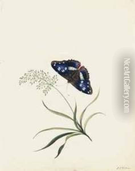 Three Studies Of Butterflies And Flora Oil Painting - E. Wilson