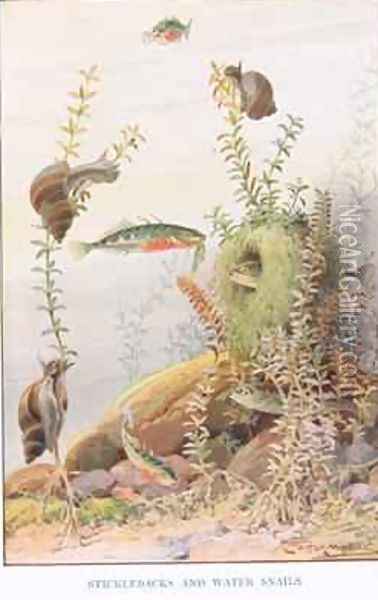 Sticklebacks and Water Snails illustration from Country Ways and Country Days Oil Painting - Louis Fairfax Muckley