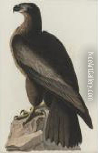 Bird Of Washington; And Great-footed Hawk (plates Xi And Xvi) Oil Painting - John James Audubon