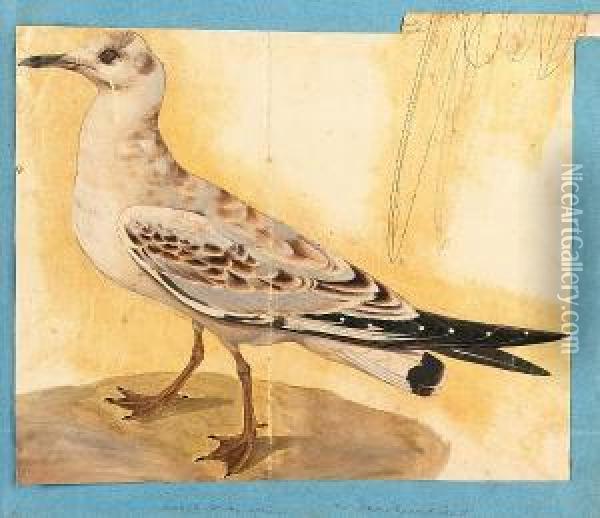 Colored (sic) Birds From The East, An Album Of Nineteen Bird Studies Oil Painting - Samuel Daniell