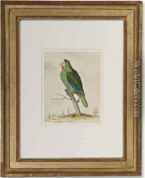 A Green Parakeet Oil Painting - Pieter the Younger Holsteyn