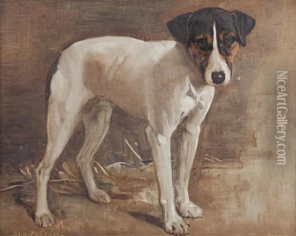 A Parsons Jack Russell (study) Oil Painting - Samuel Fulton