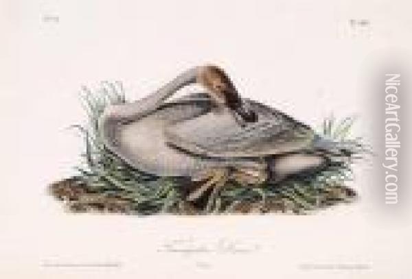 Trumpeter Swan Oil Painting - John James Audubon