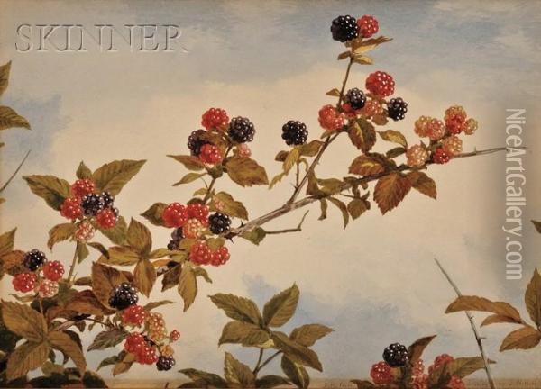 Still Life Of Blackberry Branches Oil Painting - John William Hill