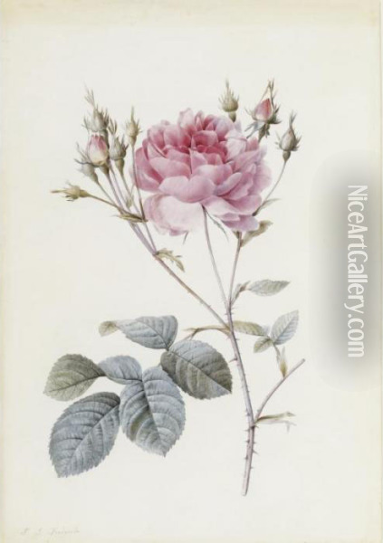 Rosa Centifolia Anglica Rubra Oil Painting - Pierre-Joseph Redoute