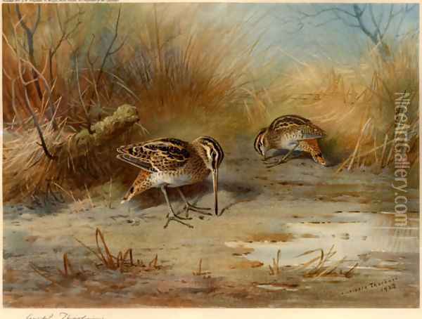 Snipe Probing Oil Painting - Archibald Thorburn