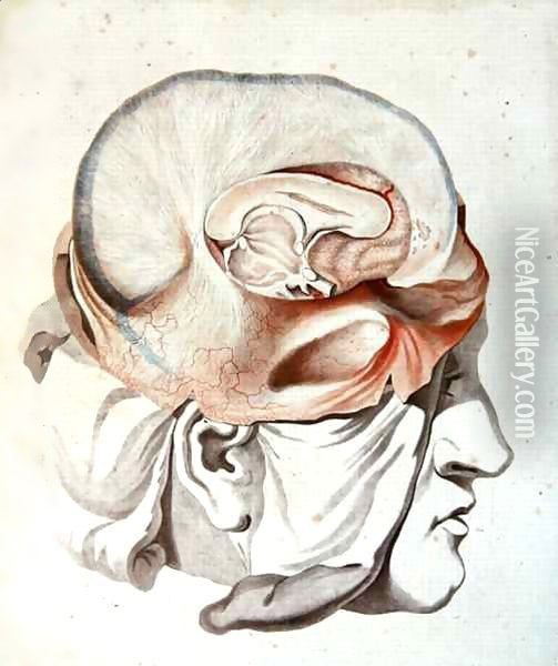 The Skull, from 'Traite d'Anatomie de Cerveau' Oil Painting - Angelique Allais (nee Briceau)