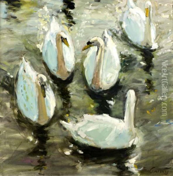 Cygnet & Swans Oil Painting - John Coney