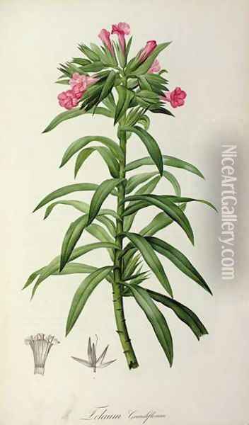 Echium Grandiflorum, from Le Jardin de Malmaison Oil Painting - Pierre-Joseph Redoute