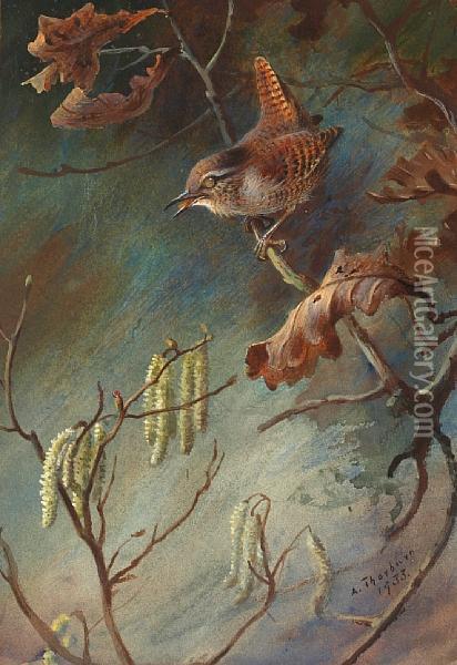 Study Of A Wren Perched Upon A Branch Oil Painting - Archibald Thorburn