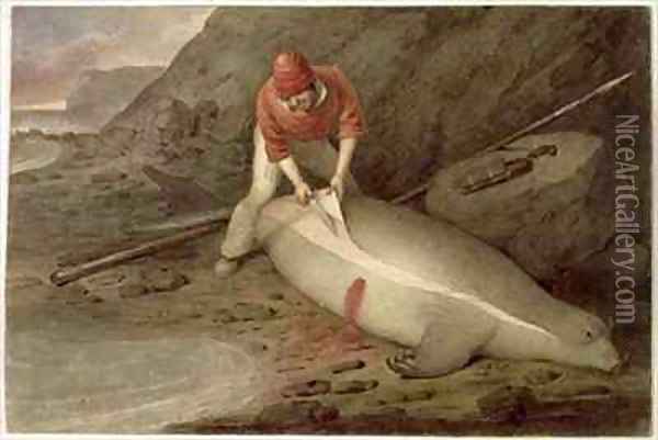 Flinching a yearling a young sea elephant Tristan da Cunha Oil Painting - Augustus Earle