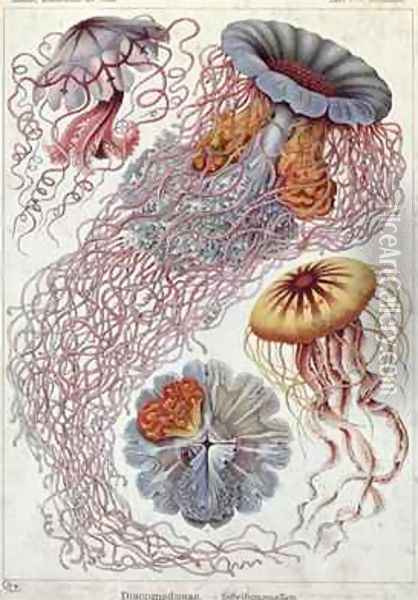 Jellyfish from Kunstformen der Natur Oil Painting - Ernst Haeckel