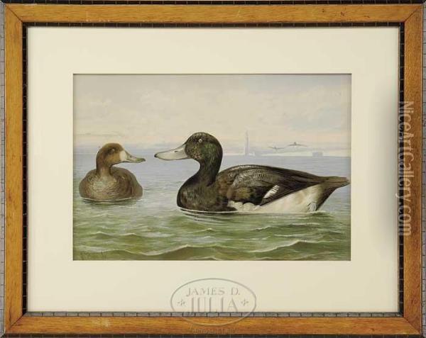 Duck Oil Painting - Alexander Pope