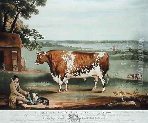 A Short Horned Bull, Patriot, engraved by William Ward, Shrewsbury, 1810 Oil Painting - Thomas Weaver