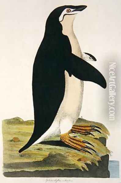 Aptenodytes Antarctica illustration from Cimelia Physica Figures of rare and curious quadrupeds birds Oil Painting - John Frederick Miller