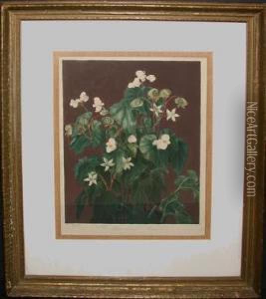 The Oblique-leaved Begonia Oil Painting - Robert John, Dr. Thornton