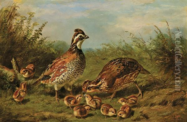 Grouse And Chicks Oil Painting - Arthur Fitzwilliam Tait