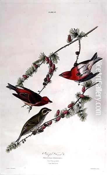 Purple Finch, from 'Birds of America' Oil Painting - John James Audubon