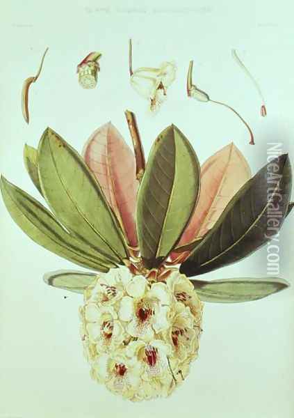 Rhododendron Wightii Oil Painting - William Hooker