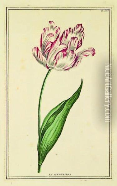 Tulip La Singuliere Oil Painting - Pierre Joseph Buchoz