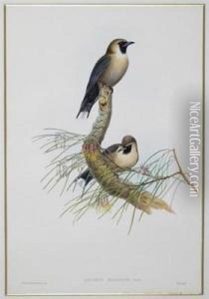 Ornithological Studies Oil Painting - John H. Gould