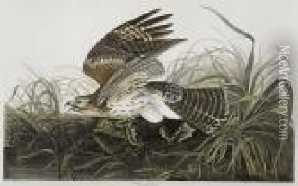 Winter Hawk. Circus Hyemalis. Plate 71. Oil Painting - John James Audubon