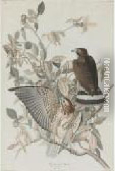 Broad-winged Hawk (plate Xci) Oil Painting - John James Audubon