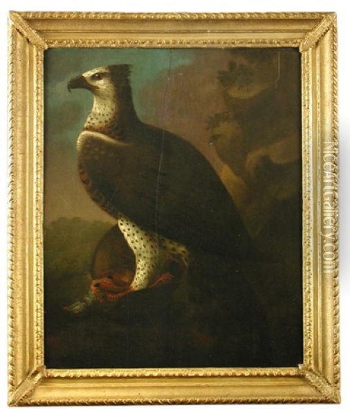 Study Of An African Martial Eagle Holding A Barbary Partridge In Its Talons Oil Painting - Francis Barlow
