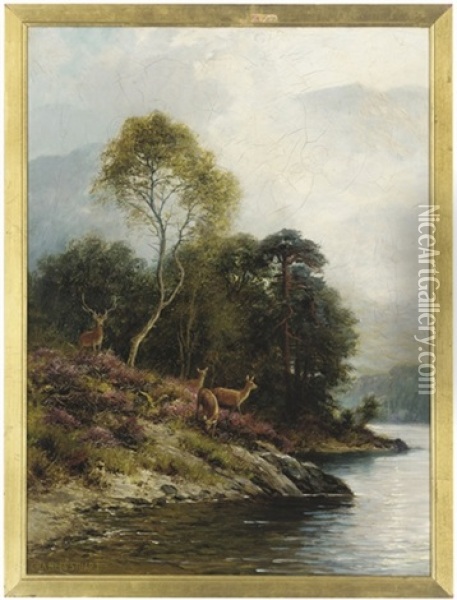 Red Deer In The Highlands Amidst Bright Purple Heather Oil Painting - Charles Stuart