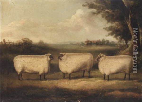 A Study Of Three Prize Sheep In A Landscape Oil Painting - William Henry Davis
