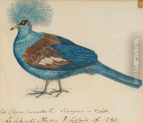 Blue Crowned Pigeon (goura 
Cristata, New Guinea); Large Himalayan Greenbilled Malkoha (rhapodytes 
Tristis, Asia); A. Coua (madagasca); Pied Puffbird (notharchus Tectus, 
South America); Chestnut-throated Seedeater (sporophila Telasco); 
Swallow Wing Oil Painting - Heinrich Gotlieb L. Reichenbach