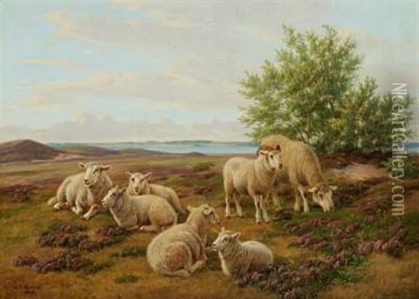 Sheep In The Field With Flowering Heather Oil Painting - Andreas Peter Madsen