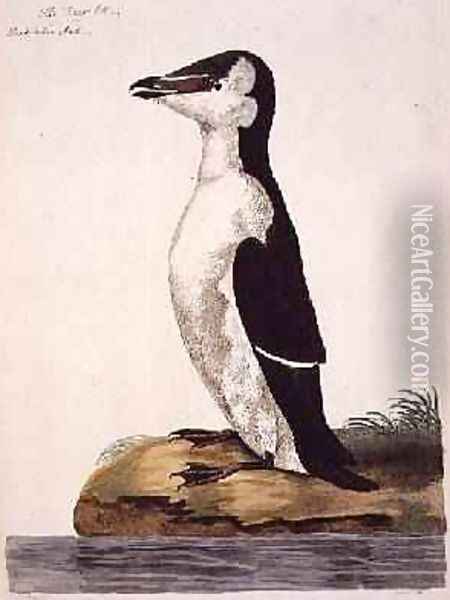 The Razorbill Alca torda or Black-Billed Auk, plate from The British Zoology, Class II Birds, engraved by Peter Mazell fl.1761-97 1766 Oil Painting - Peter Paillou