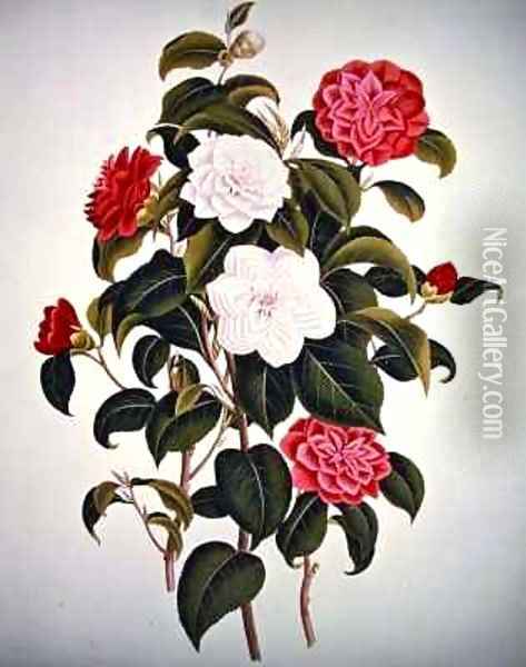 Camellia Japonica from A Monograph on the Genus of the Camellia Oil Painting - William Curtis