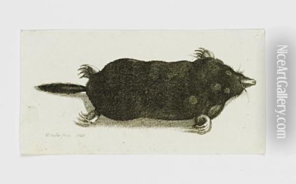 A Mole Oil Painting - Wenceslaus Hollar