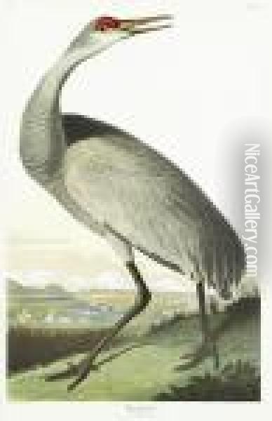 Hooping Crane Oil Painting - John James Audubon