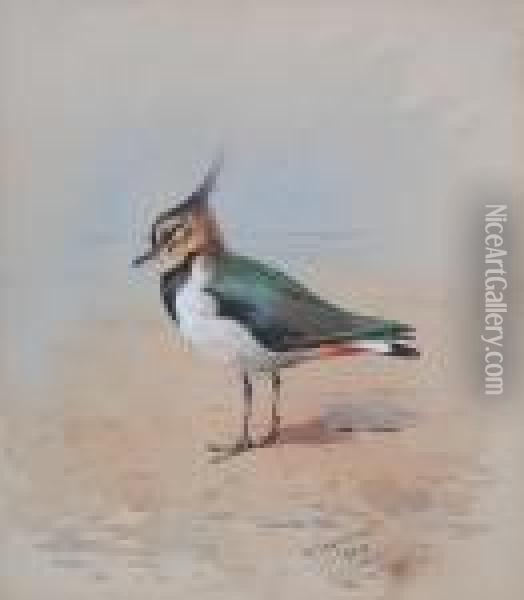 Lapwing On A Shore Oil Painting - Archibald Thorburn