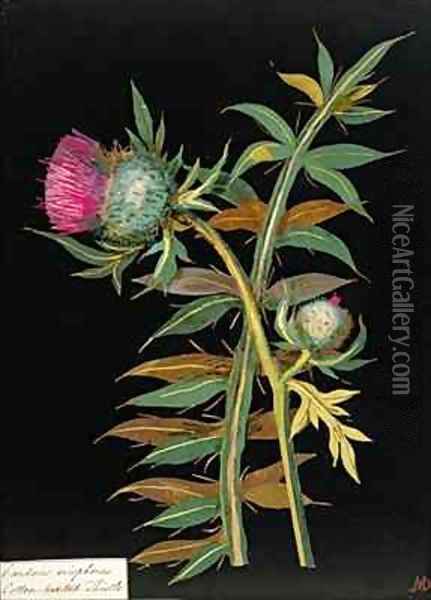 Cotton headed thistle Carduus eriophorus Oil Painting - Mary Granville Delany