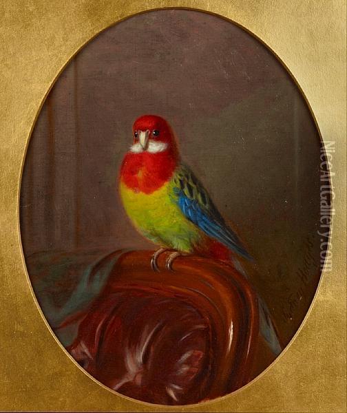 Study Of A Parakeet Oil Painting - J. Sydney Willis Hodges