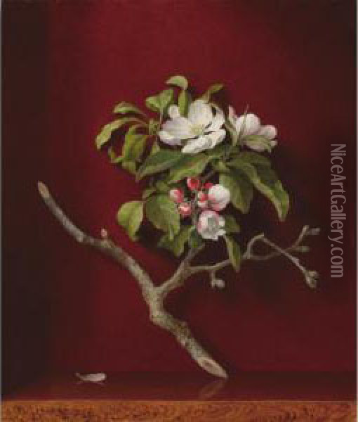 Apple Blossoms In A Corner Oil Painting - Martin Johnson Heade