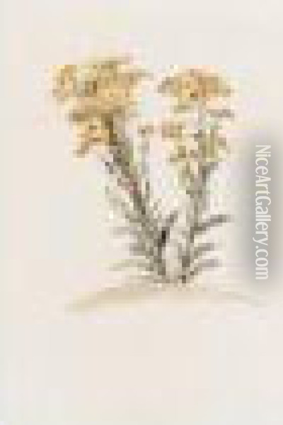 A Ragwort In Flower Oil Painting - Peter de Wint