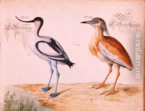 Avocet and Squacco Heron Oil Painting - Leonhard Baldner