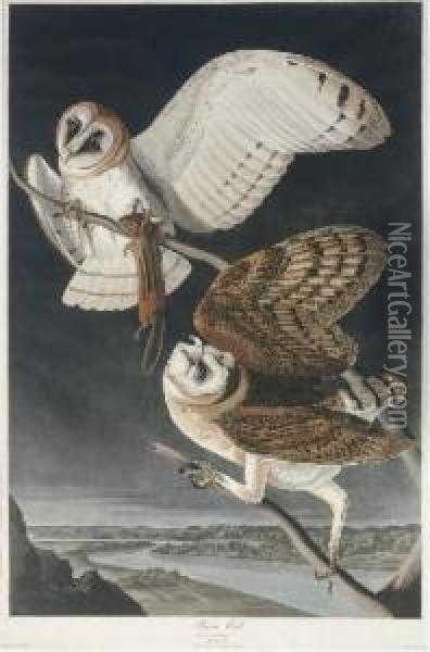 Barn Owl (plate Clxxi)
Strix Flammea Oil Painting - Robert I Havell