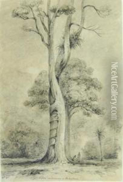 Swainson Rata Embracing At Pukatea Petoni Forest Oil Painting - William Swainsson