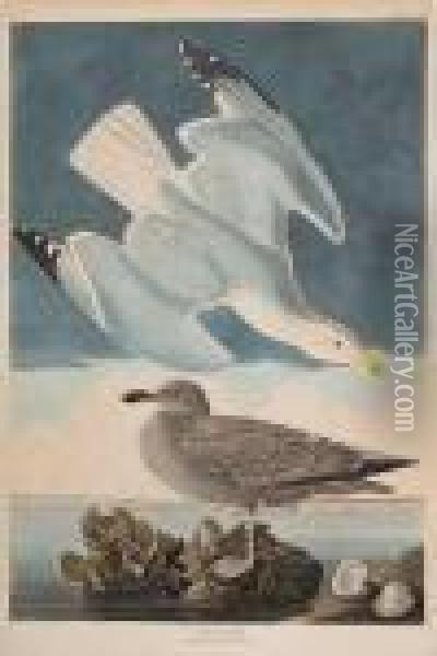 Herring Gull Oil Painting - John James Audubon